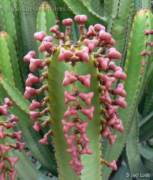 Euphorbia canariensis P1250903